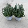 chậu CÂY HOA MƯỜI GIỜ HÀN QUỐC ĐẸP LẠ SIÊU CƯNG NỞ CẢ NGÀY️