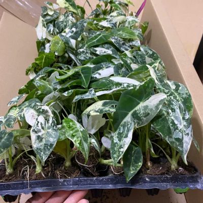 CÂY KIỂNG LÁ , CÂY PHONG THỦY ĐỂ BÀN  " Cây Alocasia Flydek var giống " - cây mô ươm vỉ