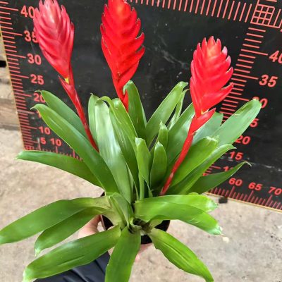 CÂY KIỂNG LÁ , CÂY PHONG THỦY  ĐỂ BÀN  "  cây Dứa cảnh nến đỏ chậu 3 bông