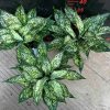 CÂY KIỂNG LÁ , CÂY PHONG THỦY  ĐỂ BÀN  "  cây ngọc ngân "
