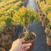 CÂY KIỂNG LÁ , CÂY PHONG THỦY  " Cây Tiểu Diệp Xích Nam - Syzygium Buxifolium "