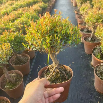 CÂY KIỂNG LÁ , CÂY PHONG THỦY  " Cây Tiểu Diệp Xích Nam - Syzygium Buxifolium "