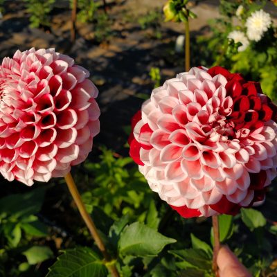Hoa thược dược ngoại ” Dahlia Hapet Picotee “ nhập khẩu Mã P