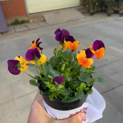 CHẬU HOA VIOLA PANSY MIX MÀU dòng hoa lớn, cánh lớn nhập khẩu