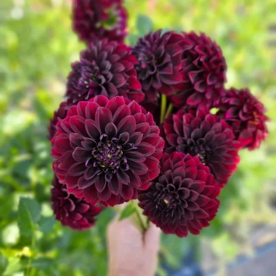 Hoa thược dược ngoại ” Dahlia Black Satin “ nhập khẩu Mã P