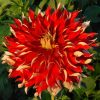 Hoa thược dược ngoại ” Dahlia Nick Senior “ nhập khẩu Mã P