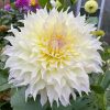 Hoa thược dược ngoại ” Dahlia Wyn's Farmer John “ nhập khẩu Mã P