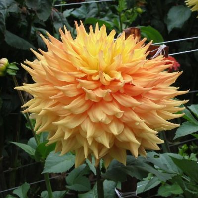 Hoa thược dược ngoại ” Dahlia Wyn's Aspen Glow “ nhập khẩu Mã P