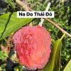 CÂY GIỐNG " Na Do Thái Đỏ- Red Isarel " NHẬP KHẨU