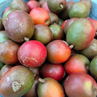 CÂY GIỐNG " CÓC THÁI ĐỎ  " NHẬP KHẨU