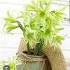 Củ Hoa huệ tây Amaryllis " Evergreen " ngậm nụ nhập khẩu