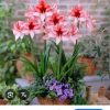 Củ Hoa huệ tây Amaryllis " Charisma " nhập khẩu