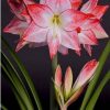 Củ Hoa huệ tây Amaryllis " Spotlight " nhập khẩu