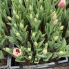 Cây hoa Tulip sẵn nụ hoa Nhập Khẩu đủ màu