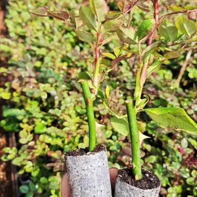 cây giống ươm bầu Hoa Hồng dòng chuyên cắt cành Trung Quốc nhập khẩu