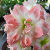 Củ Hoa huệ tây Amaryllis " Double Orange White " nhập khẩu
