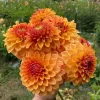 Hoa thược dược ngoại ” Dahlia Verkist Festival “ nhập khẩu Mã P