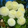 Hoa thược dược ngoại ” Dahlia Ryecroft Jan “ nhập khẩu Mã P