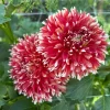 Hoa thược dược ngoại ” Dahlia KA's Peppercorn “ nhập khẩu Mã P