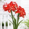 Củ Hoa huệ tây Amaryllis " Splash " nhập khẩu