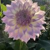 Hoa thược dược ngoại ” Dahlia Anne's Delight “ nhập khẩu Mã P