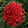 Hoa thược dược ngoại ” Dahlia Bryn Terfel “ nhập khẩu Mã P