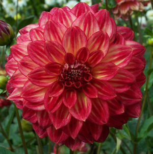 Hoa thược dược ngoại ” Dahlia Ciska “ nhập khẩu Mã P
