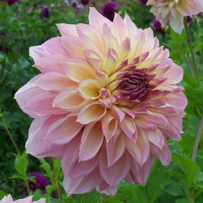 Hoa thược dược ngoại ” Dahlia Kotara “ nhập khẩu Mã P