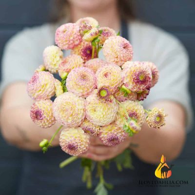 Hoa thược dược ngoại ” Dahlia Hapet Compo “ nhập khẩu Mã P