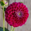 Hoa thược dược ngoại ” Dahlia Florelie Origami “ nhập khẩu Mã P