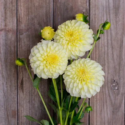 Hoa thược dược ngoại ” Dahlia Florelie Winter Sunshine “ nhập khẩu Mã P