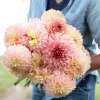 Hoa thược dược ngoại ” Dahlia  Bloomquist Alan “ nhập khẩu Mã P