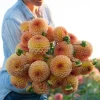 Hoa thược dược ngoại ” Dahlia Blyton Softer Gleam “ nhập khẩu Mã P