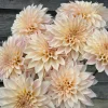 Hoa thược dược ngoại ” Dahlia Cafe Au Lait Mini “ nhập khẩu Mã P