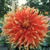 Hoa thược dược ngoại ” Dahlia Autumn Sunburst “ nhập khẩu Mã P29