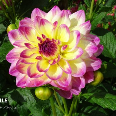 Hoa thược dược ngoại ” Dahlia Hapet Sarah Kay “ nhập khẩu Mã P