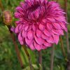 Hoa thược dược ngoại ” Dahlia Shiru - Maru “ nhập khẩu Mã P