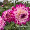 Hoa thược dược ngoại ” Dahlia Enchantress “ nhập khẩu Mã P