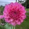 Hoa thược dược ngoại ” Dahlia Sultan“ nhập khẩu Mã P