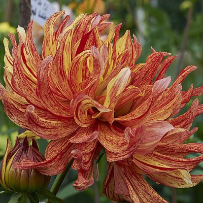 Hoa thược dược ngoại ” Dahlia Hapet Electra “ nhập khẩu Mã P