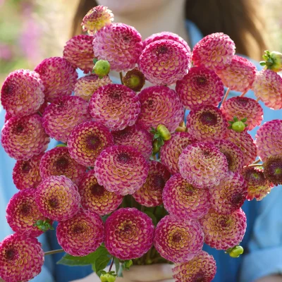 Hoa thược dược ngoại ” Dahlia Ryecroft Blackberry “ nhập khẩu Mã P