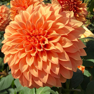 Hoa thược dược ngoại ” Dahlia  Sunset “ nhập khẩu Mã P