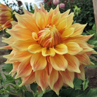 Hoa thược dược ngoại ” Dahlia Shuyo “ nhập khẩu Mã P