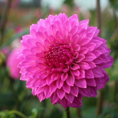 Hoa thược dược ngoại ” Dahlia Bloomquist Clear Delight “ nhập khẩu Mã P