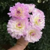 Hoa thược dược ngoại ” Dahlia Sandia Melody “ nhập khẩu Mã P