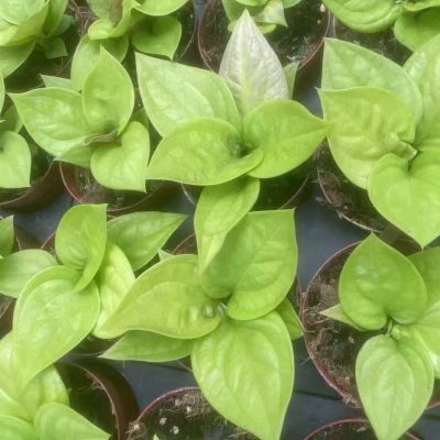 Giống cây trầu không, trầu quế