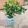 CÂY KIỂNG LÁ , CÂY PHONG THỦY , CÂY BONSAI MINI ĐỂ BÀN ” CÂY NGŨ GIA BÌ CHÂN CHIM " CHẬU SỨ