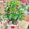 CÂY KIỂNG LÁ , CÂY PHONG THỦY , CÂY BONSAI MINI ĐỂ BÀN ” CÂY NGŨ GIA BÌ CHÂN CHIM " CHẬU SỨ