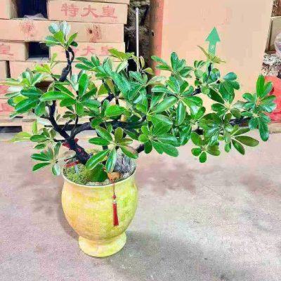 CÂY KIỂNG LÁ , CÂY PHONG THỦY , CÂY BONSAI MINI ĐỂ BÀN ” CÂY NGŨ GIA BÌ CHÂN CHIM " CHẬU SỨ