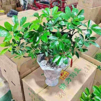 CÂY KIỂNG LÁ , CÂY PHONG THỦY , CÂY BONSAI MINI ĐỂ BÀN ” CÂY NGŨ GIA BÌ CHÂN CHIM " CHẬU SỨ